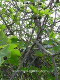 Թզենի - Инжир - Figs