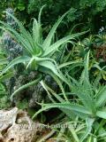 Հալվե ծառակերպ- Алоэ древовидное- Aloe arborescens Mill