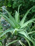 Հալվե ծառակերպ- Алоэ древовидное- Aloe arborescens Mill