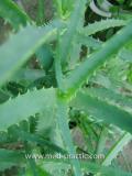 Հալվե ծառակերպ- Алоэ древовидное- Aloe arborescens Mill