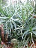Հալվե ծառակերպ- Алоэ древовидное- Aloe arborescens Mill