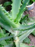 Հալվե ծառակերպ- Алоэ древовидное- Aloe arborescens Mill