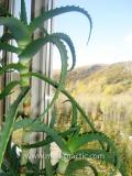 Հալվե ծառակերպ- Алоэ древовидное- Aloe arborescens Mill