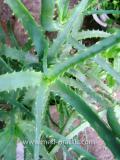 Հալվե ծառակերպ- Алоэ древовидное- Aloe arborescens Mill