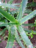 Հալվե ծառակերպ- Алоэ древовидное- Aloe arborescens Mill