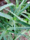 Հալվե ծառակերպ- Алоэ древовидное- Aloe arborescens Mill
