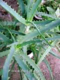 Հալվե ծառակերպ- Алоэ древовидное- Aloe arborescens Mill