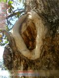 Ընկուզեղեն - Орехи - Nuts