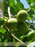 Ընկուզեղեն - Орехи - Nuts