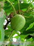 Ընկուզեղեն - Орехи - Nuts