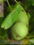 Ընկուզեղեն - Орехи - Nuts