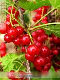 Հաղարջ - Смородина - Currant