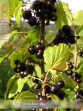 Հաղարջ - Смородина - Currant