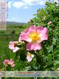 Մասրենի - Шиповник - Rosa L.