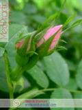 Մասրենի - Шиповник - Rosa L.