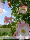 Մասրենի - Шиповник - Rosa L.