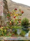 Մասրենի - Шиповник - Rosa L.