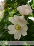 Մասրենի - Шиповник - Rosa L.