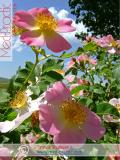 Մասրենի - Шиповник - Rosa L.