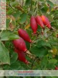 Մասրենի - Шиповник - Rosa L.