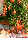 Նուռ - Гранат - Pomegranate