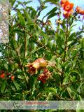 Նուռ - Гранат - Pomegranate
