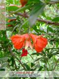 Նուռ - Гранат - Pomegranate