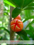 Նուռ - Гранат - Pomegranate