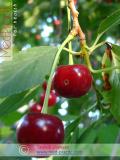 Բալ — Вишня — Cherry