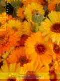 Վաղենակ դեղատու - Календула лекарственная - Calendula officinalis L.