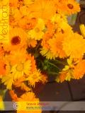Վաղենակ դեղատու - Календула лекарственная - Calendula officinalis L.