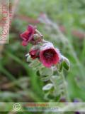 Շնալեզու դեղատու - Чернокорень лекарственный - Cynoglossum officinale L.