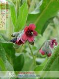 Շնալեզու դեղատու - Чернокорень лекарственный - Cynoglossum officinale L.