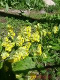 Первоцвет — Primula L.
