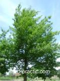 Կաղնի - Дуб - Quercus L.