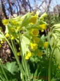 Первоцвет — Primula L.