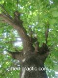 Կաղնի - Дуб - Quercus L.