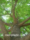 Կաղնի - Дуб - Quercus L.