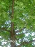 Կաղնի - Дуб - Quercus L.