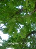 Կաղնի - Дуб - Quercus L.