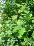 Կաղնի - Дуб - Quercus L.