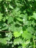 Կաղնի - Дуб - Quercus L.
