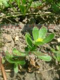 Портулак огородный - Portulaca oleracea L.