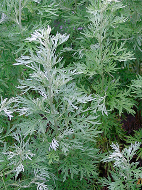 Օշինդր դառը - Полынь горькая - Artemisia absinthium L.