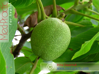 Ընկույզ - Орех грецкий - Walnut_Տաթևիկ Շահյան
