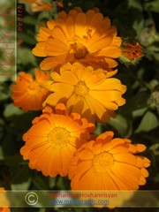 Վաղենակ դեղատու- Календула лекарственная- Calendula officinalis L._med-practic.com_Հովհաննես Հովհաննիսյան