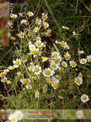 Երիցուկ դեղատնային - Ромашка аптечная - Matricaria chamomilla L.
