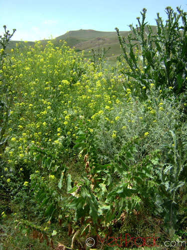 Մոլեխինդ սև - Белена черная - Hyoscyamus niger L.