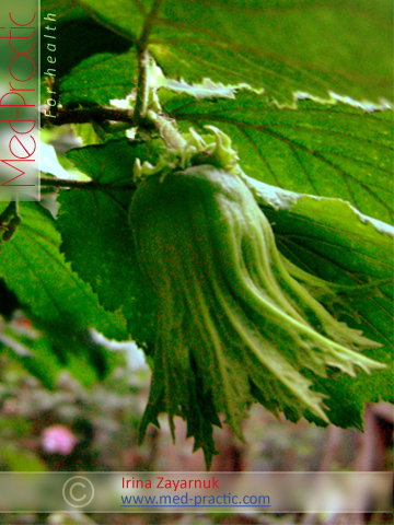 Պնդուկ - Фундук - Hazelnut _Իրինա Զայարնուկ