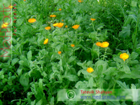 Վաղենակ դեղատու- Календула лекарственная- Calendula officinalis L._med-practic.com_Տաթևիկ Շահյան